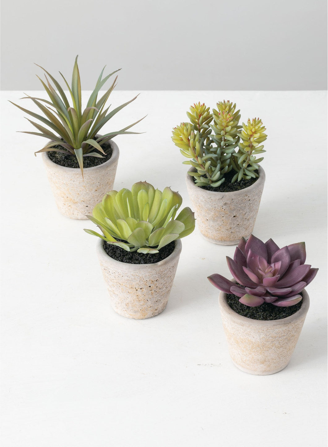 Potted Succulent