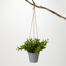 Load image into Gallery viewer, Ruscus in Hanging Pot
