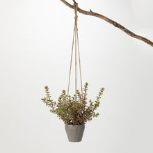 Load image into Gallery viewer, Ruscus in Hanging Pot
