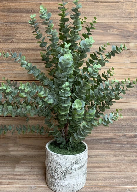 Eucalyptus Tree in Pot