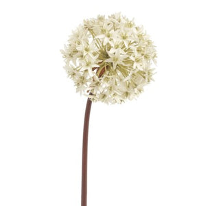 Allium Stem