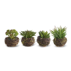 Assorted Small Succulents