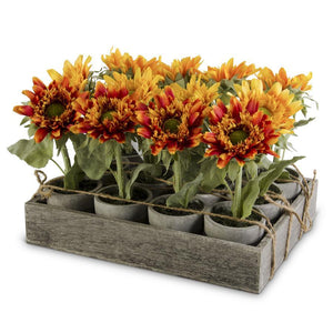Potted Sunflowers