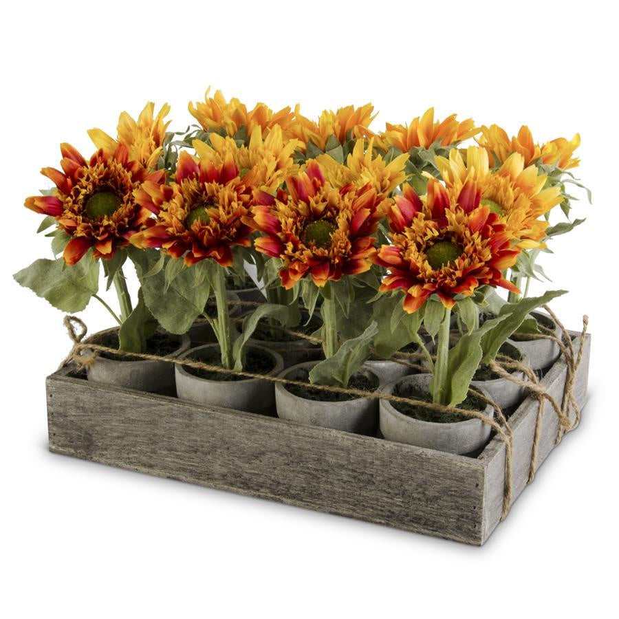 Potted Sunflowers
