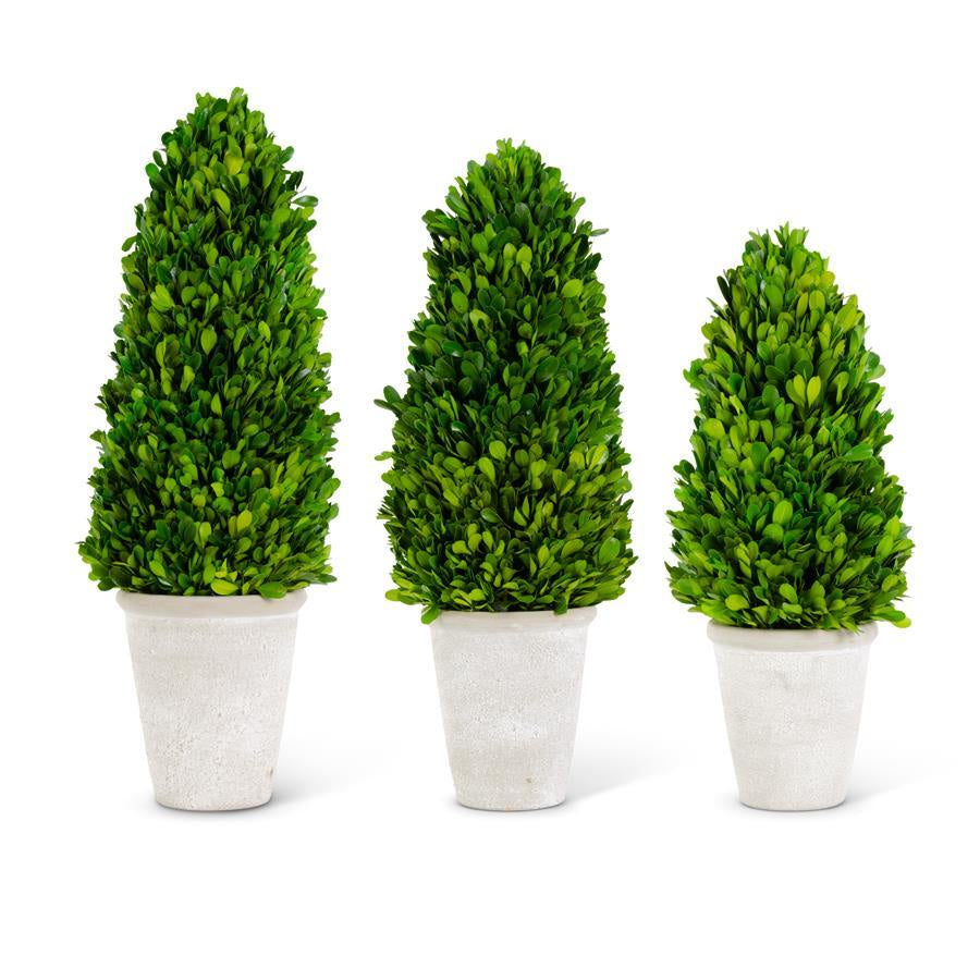 Boxwood Cone Tree In Pot