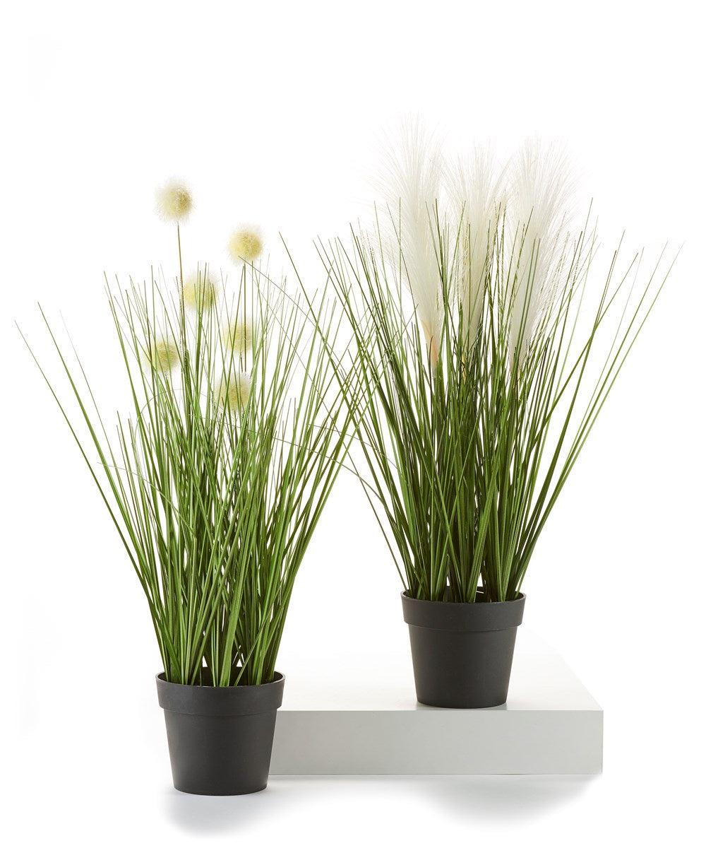 Assorted Grasses in Pot