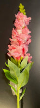 Load image into Gallery viewer, Snap Dragon Stem
