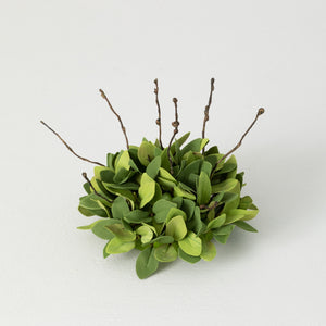 Ruscus 1/2 Orb