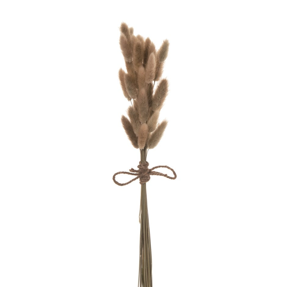 Bunny Tail Grass Bunch