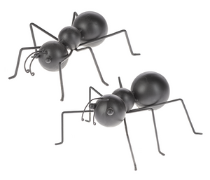 Oversized Black Ant
