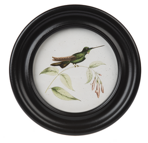 Round Framed Hummingbird Print