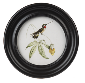 Round Framed Hummingbird Print