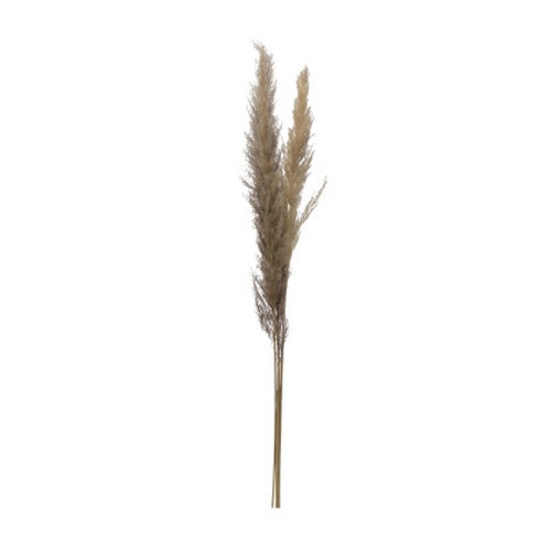 Dried Natural Pampas Grass Bunch