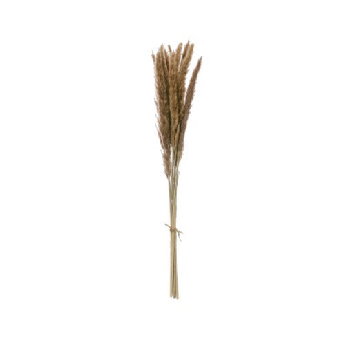 Dried Natural Fountain Grass