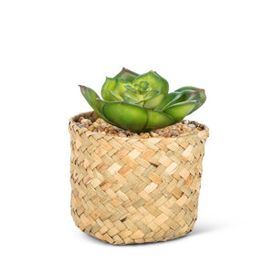 Sedevaria Succulent in Basket
