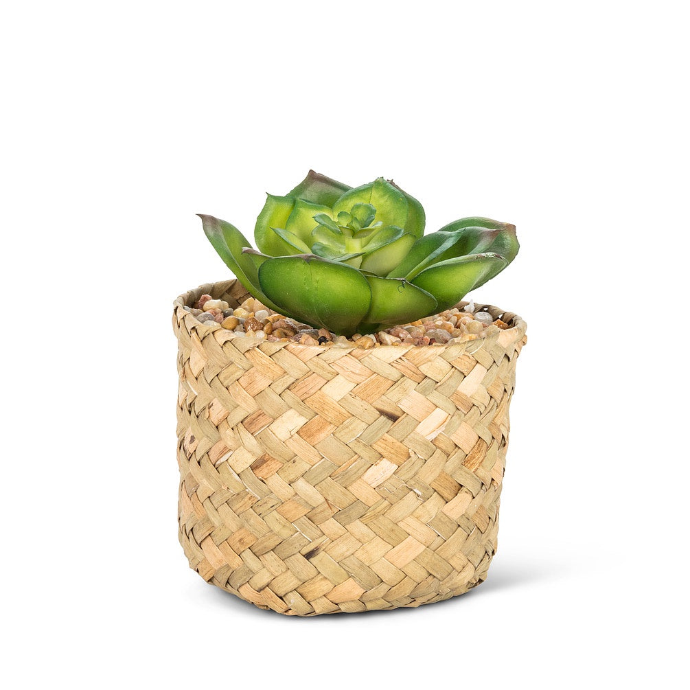 Sedevaria Succulent in Basket