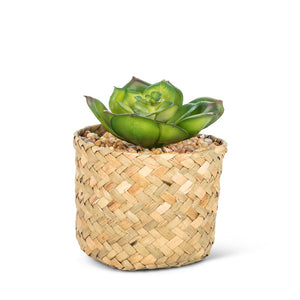 Prince Succulent In Basket